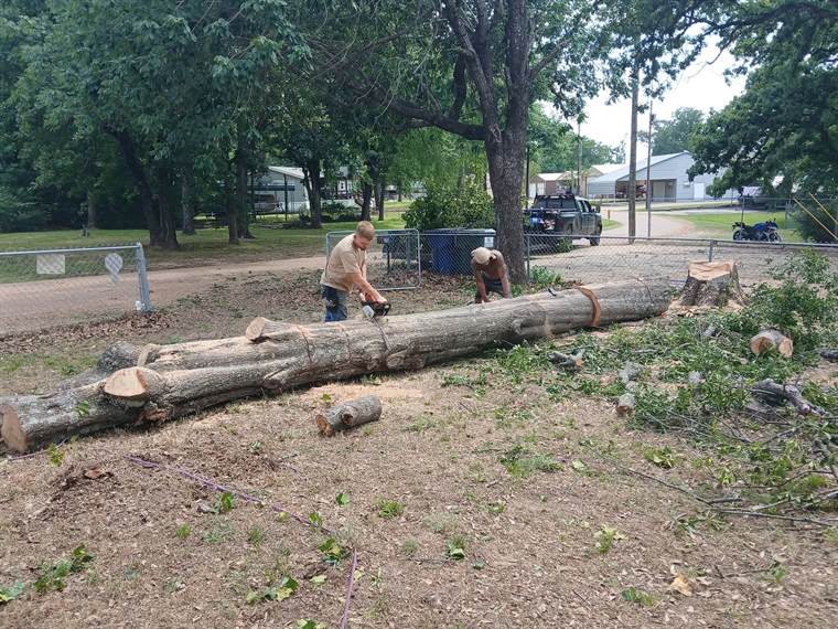 Absolute Tree Services crew cutting up a large felled tree with a chainsaw