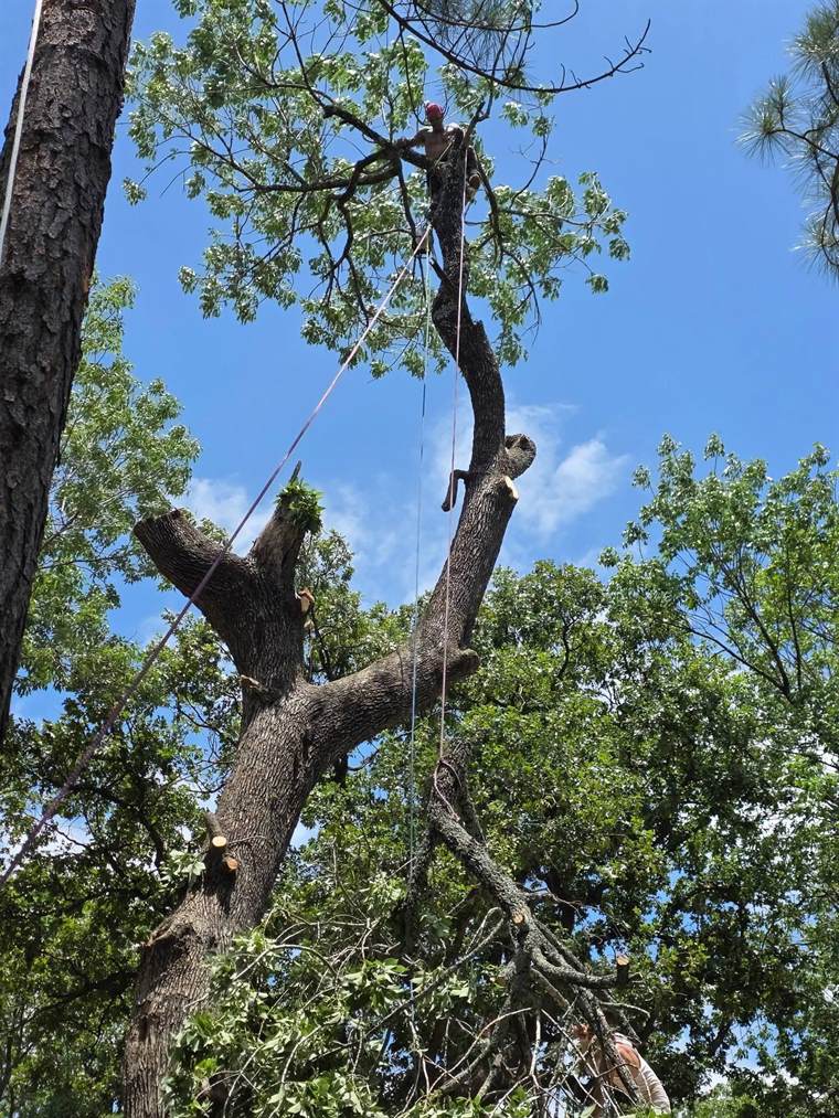 Climber roped high in a large oak, taking the tree down piece by piece
